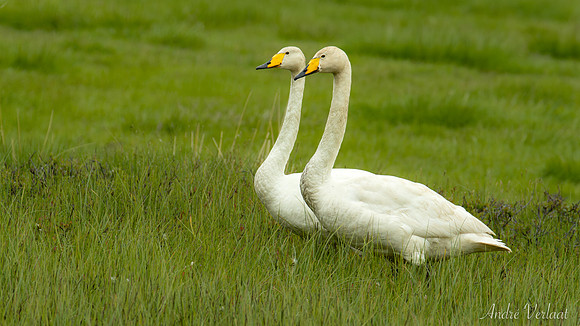 Wilde Zwaan / Whooper Swan - Road 899