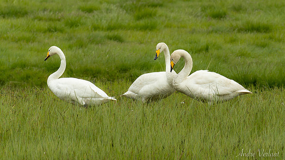 Wilde Zwaan / Whooper Swan - Road 899
