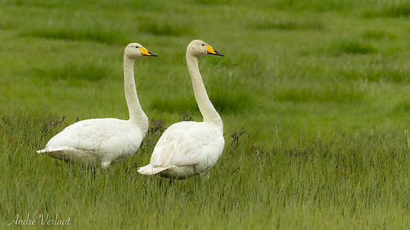 Wilde Zwaan / Whooper Swan - Road 899