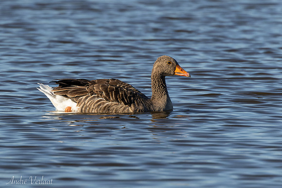 Grauwe Gans / Greylag Goose - Wieringermeer