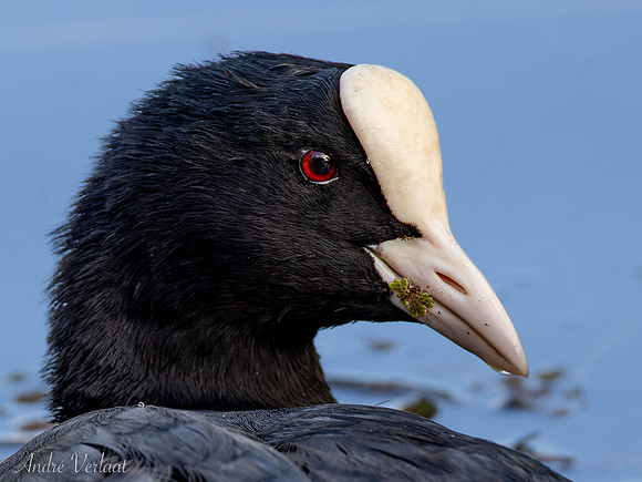 Meerkoet / Coot - Wognum