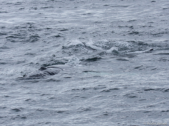 Bultrug / Humpback Whale - Cape Cod, USA