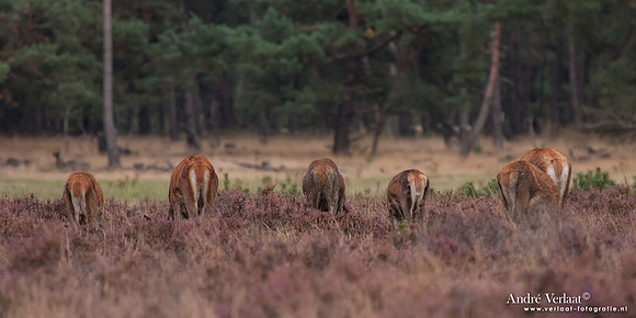 Edelhert / Red Deer - Hoge Veluwe, The Netherlands