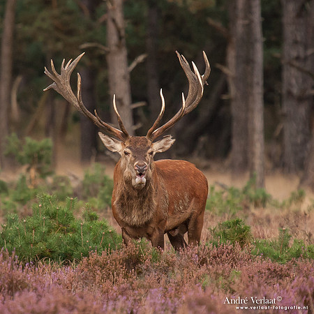 Edelhert / Red Deer - Hoge Veluwe, The Netherlands