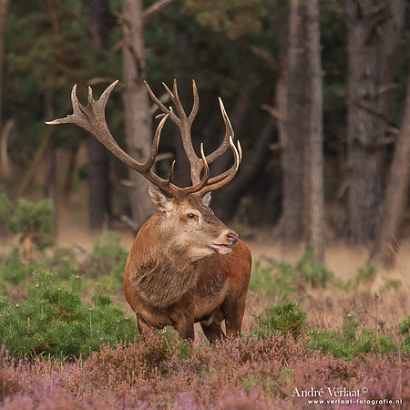 Edelhert / Red Deer - Hoge Veluwe, The Netherlands