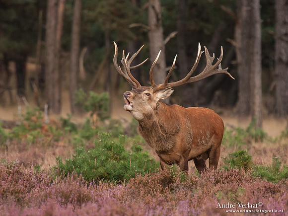 Edelhert / Red Deer - Hoge Veluwe, The Netherlands