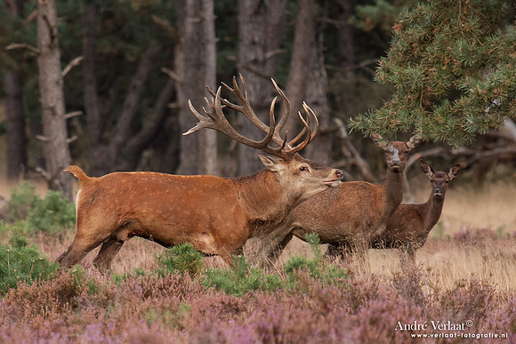 Edelhert / Red Deer - Hoge Veluwe, The Netherlands
