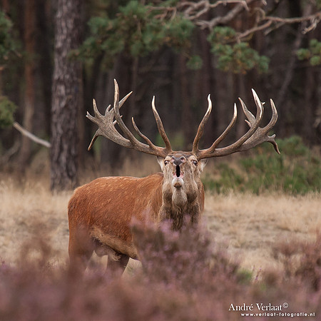 Edelhert / Red Deer - Hoge Veluwe, The Netherlands