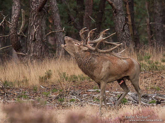 Edelhert / Red Deer - Hoge Veluwe, The Netherlands