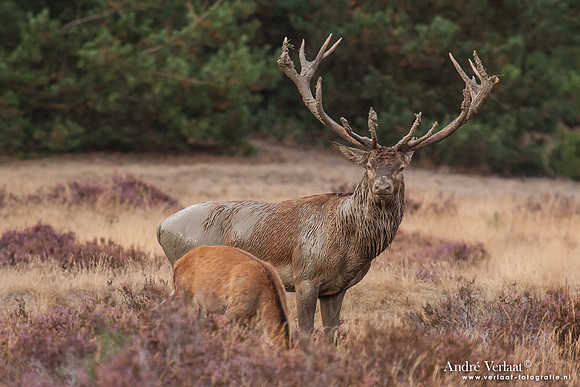 Edelhert / Red Deer - Hoge Veluwe, The Netherlands