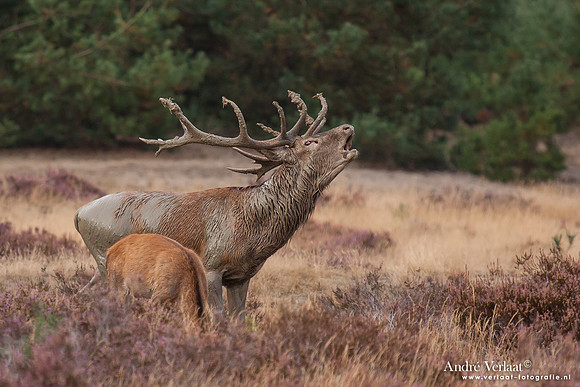 Edelhert / Red Deer - Hoge Veluwe, The Netherlands