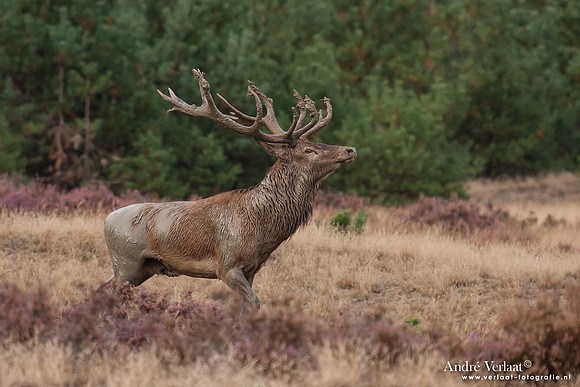Edelhert / Red Deer - Hoge Veluwe, The Netherlands
