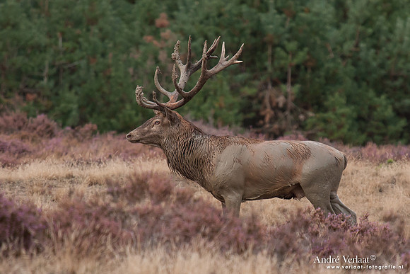 Edelhert / Red Deer - Hoge Veluwe, The Netherlands