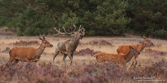 Edelhert / Red Deer - Hoge Veluwe, The Netherlands