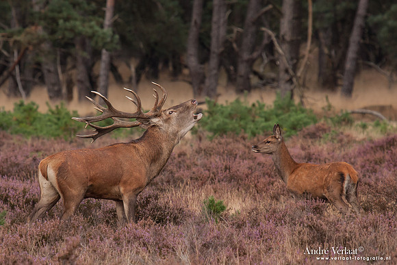 Edelhert / Red Deer - Hoge Veluwe, The Netherlands