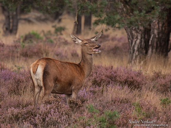 Edelhert / Red Deer - Hoge Veluwe, The Netherlands