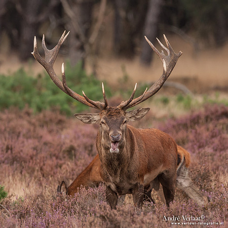 Edelhert / Red Deer - Hoge Veluwe, The Netherlands