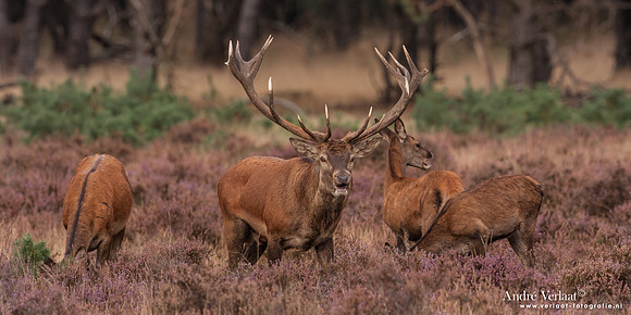 Edelhert / Red Deer - Hoge Veluwe, The Netherlands
