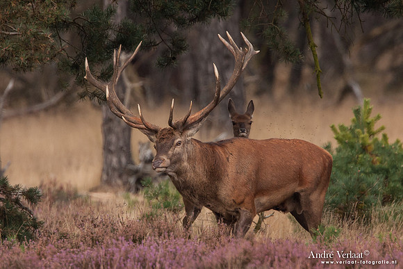 Edelhert / Red Deer - Hoge Veluwe, The Netherlands