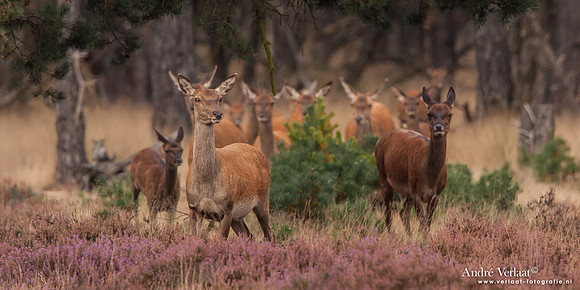 Edelhert / Red Deer - Hoge Veluwe, The Netherlands