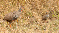 Red-necked Spurfowl / Roodkeelfrankolijn - Nyerere National Park