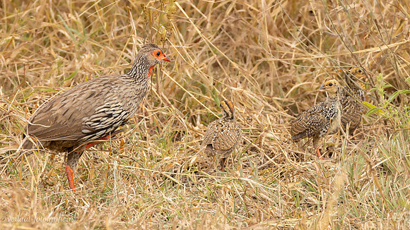 Red-necked Spurfowl / Roodkeelfrankolijn - Nyerere National Park