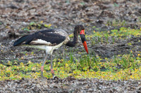 Saddle-billed Stork / Zadelbekooievaar - Nyerere National Park