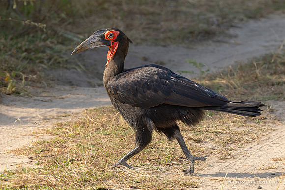 Southern Ground-Hornbill / Zuidelijke Hoornraaf - Nyerere National Park