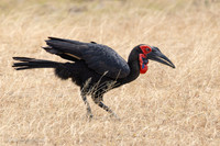 Southern Ground-Hornbill / Zuidelijke Hoornraaf
