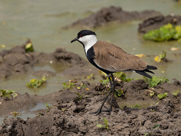 Spur-winged Lapwing / Sporenkievit - Nyerere National Park