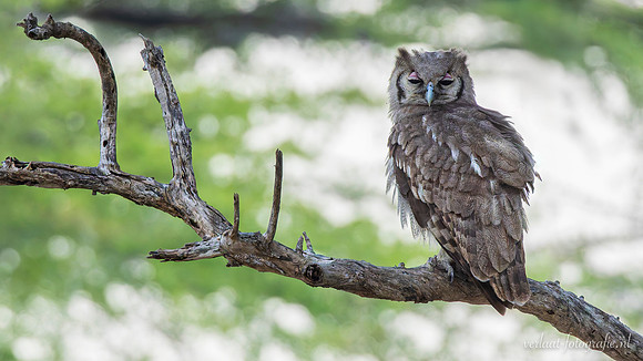 Verreaux's Eagle Owl / Verreauxs Oehoe - Nyerere National Park