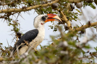 Von der Decken's Hornbill / Von der Deckens Tok - Nyerere National Park