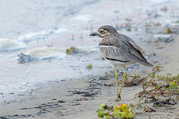 Water Thick-knee / Watergriel - Nyerere National Park