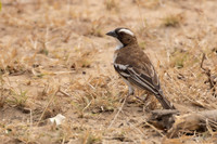 White-browed Sparrow-Weaver / Mahaliwever - Nyerere National Park