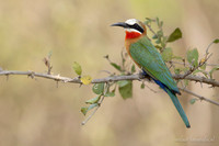 White-fronted Bee-eater / Witkapbijeneter - Nyerere National Park