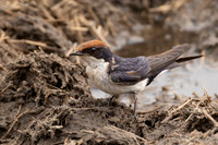 Wire-tailed Swallow / Roodkruinzwaluw - Nyerere National Park