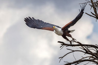 African Fish-Eagle / Afrikaanse Zeearend - Rufiji River, Nyerere National Park