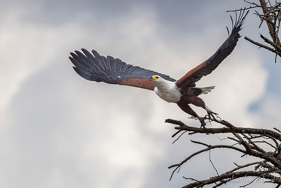 African Fish-Eagle / Afrikaanse Zeearend - Rufiji River, Nyerere National Park