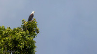 African Fish-Eagle / Afrikaanse Zeearend - Rufiji River, Nyerere National Park