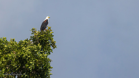African Fish-Eagle / Afrikaanse Zeearend - Rufiji River, Nyerere National Park