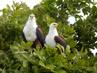 African Fish-Eagle / Afrikaanse Zeearend - Rufiji River, Nyerere National Park