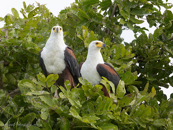 African Fish-Eagle / Afrikaanse Zeearend - Rufiji River, Nyerere National Park