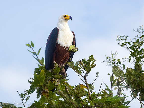 African Fish-Eagle / Afrikaanse Zeearend - Rufiji River, Nyerere National Park