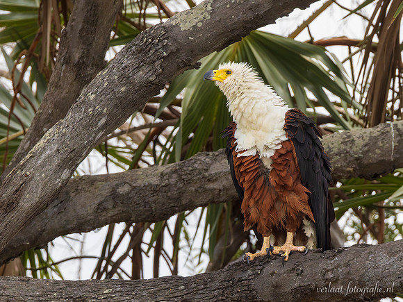 African Fish-Eagle / Afrikaanse Zeearend - Rufiji River, Nyerere National Park