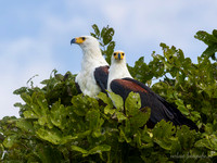 African Fish-Eagle / Afrikaanse Zeearend - Rufiji River, Nyerere National Park