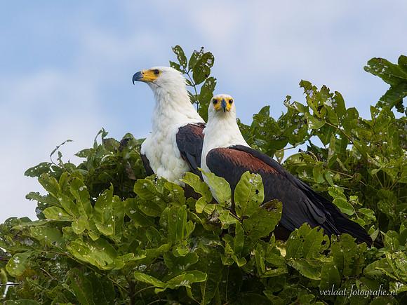 African Fish-Eagle / Afrikaanse Zeearend - Rufiji River, Nyerere National Park