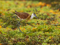 African Jacana / Lelieloper - Rufiji River, Nyerere National Park
