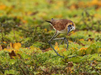 African Jacana / Lelieloper