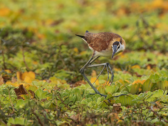 African Jacana / Lelieloper - Rufiji River, Nyerere National Park