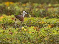 African Jacana / Lelieloper - Rufiji River, Nyerere National Park